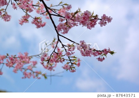 カワヅザクラの花 87643571
