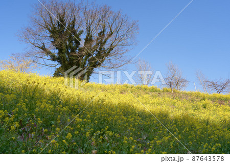 菜の花が咲き誇る春爛漫の風景。のどかな田舎の春の風景。 87643578