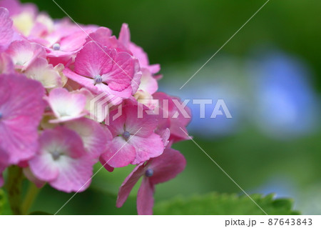雨に濡れて咲く 87643843