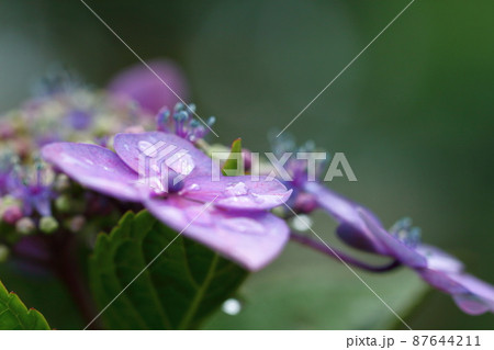 雨に濡れて咲く 87644211
