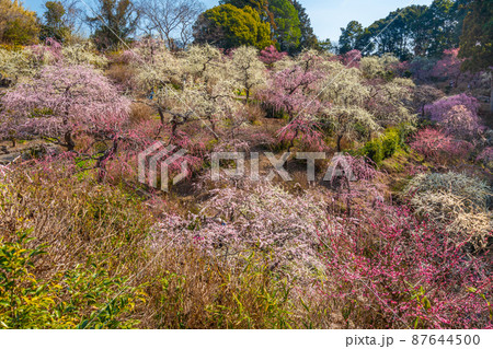 龍尾神社　美しい梅園 87644500