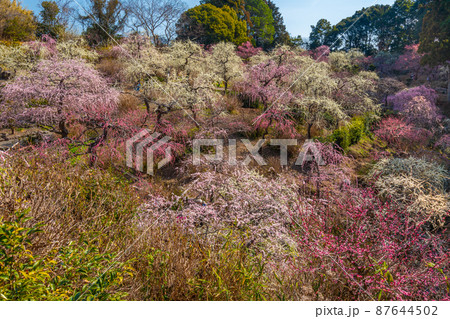 龍尾神社　美しい梅園 87644502