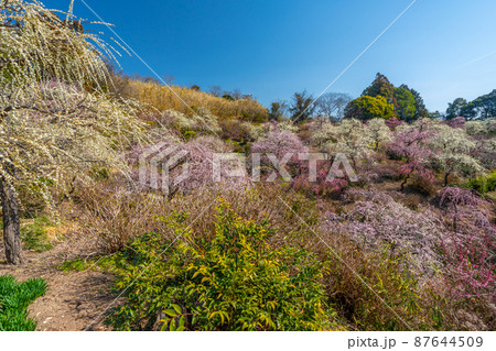 龍尾神社　美しい梅園 87644509