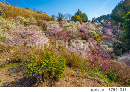 龍尾神社　美しい梅園 87644513