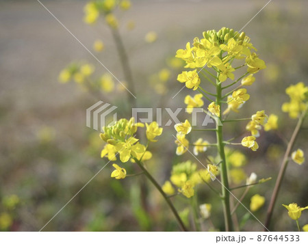 菜の花　花粉 87644533