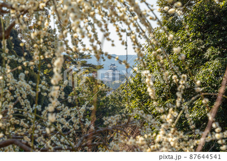龍尾神社　美しい梅園から望む掛川城 87644541