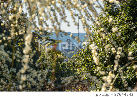 龍尾神社　美しい梅園から望む掛川城 87644542