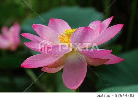 神聖な花 神聖な花 87644782