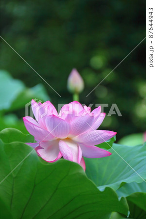 神聖な花 87644943