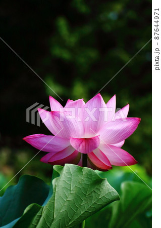 神聖な花 87644971