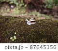 カタツムリ 87645156