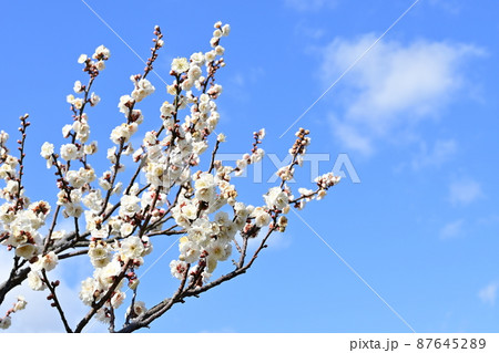 香梅と白いウメの花 87645289