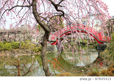 亀戸天神の梅まつり うめ 東京都江東区亀戸の写真素材