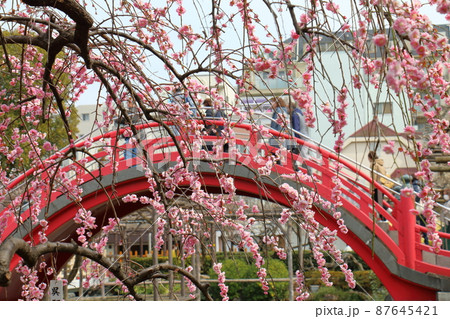 亀戸天神の梅まつり うめ 東京都江東区亀戸の写真素材