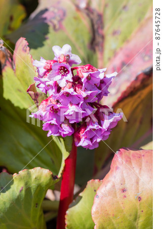 Bergenia cordifolia Purpurea flowering spike in spring time. Bergenia cordifolia Purpurea flowering spike in spring time. 87645728