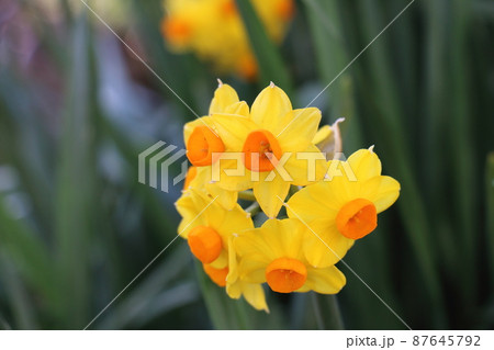 きいろのスイセン 87645792