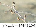 少し膨らんできた桜の蕾　 87646106