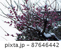 雪梅 87646442
