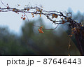有刺鉄線 87646443