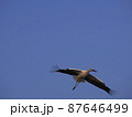 コウノトリ 87646499