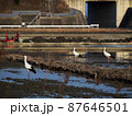 コウノトリと農業 87646501