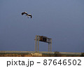 コウノトリの飛翔 87646502
