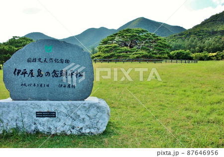 伊平屋島の念頭平松 87646956