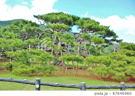 伊平屋島の念頭平松 伊平屋島の念頭平松 87646960