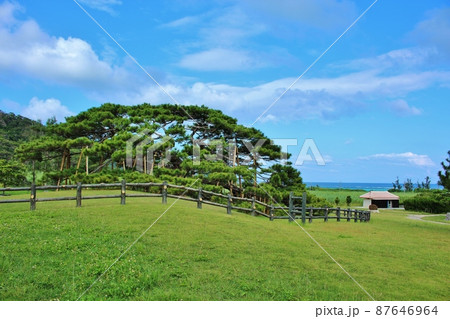 伊平屋島の念頭平松 87646964