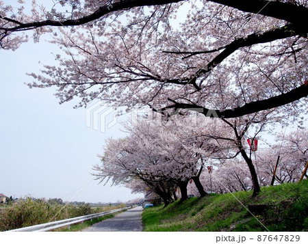 鍋田川 桜10 鍋田川 桜10 87647829