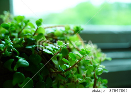 アンダートーン　観葉植物のある窓ぎわ 87647865