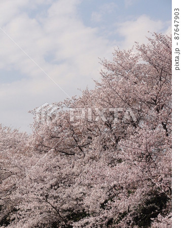 桜　満開 87647903