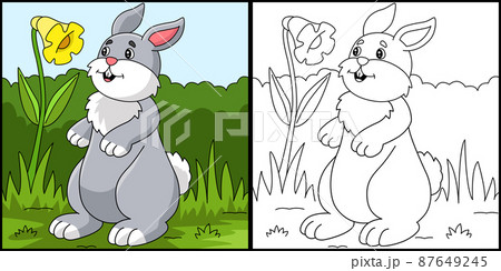 Rabbit Coloring Page Colored Illustration 87649245