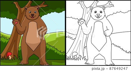 Bear Coloring Page Colored Illustration 87649247