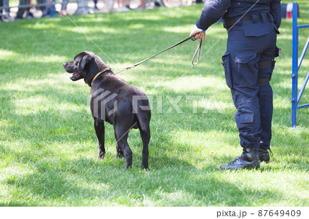 Policeman with police dog on duty 87649409