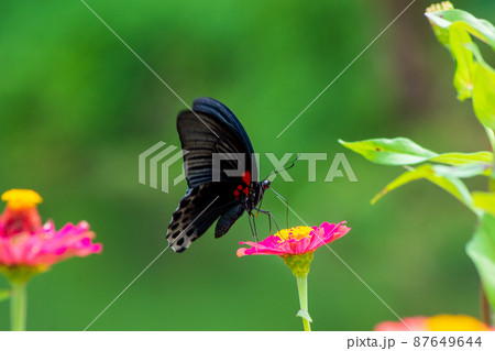 Butterfly Butterfly 87649644