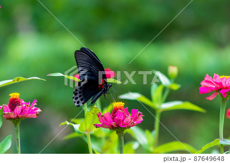 Butterfly Butterfly 87649648
