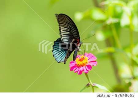 Butterfly Butterfly 87649665