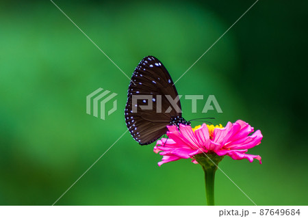 Butterfly Butterfly 87649684