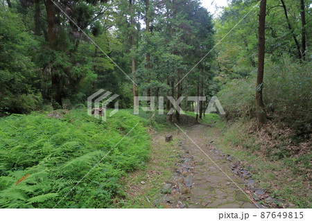 大手門から山頂につながる道（明智城の大手道　岐阜県 可児市） 87649815