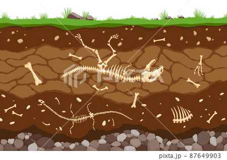 Soil layers with bones. Surface horizons of the soil with the fossil skeleton of reptiles. Upper layer of the earth structure with a mixture of organic matter and stones. Paleontological background 87649903