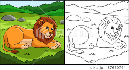 Lion Coloring Page Colored Illustration Lion Coloring Page Colored Illustration 87650744