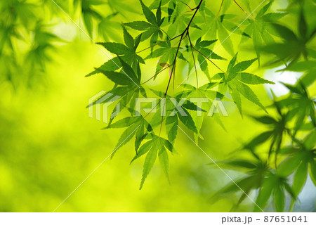 新緑イメージ【もみじ】 87651041