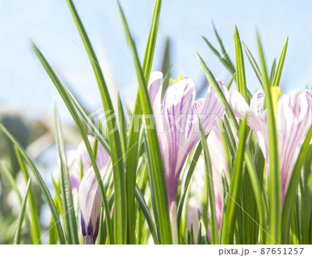 Spring flowers crocuses in the sun, nature. 87651257