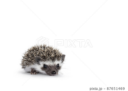 Hedgehog baby on white background Hedgehog baby on white background 87651469