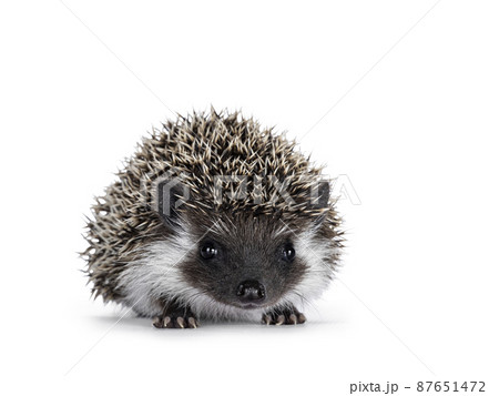 Hedgehog baby on white background Hedgehog baby on white background 87651472