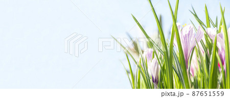 Spring flowers crocuses in the rays of the sun on a blue background. Banner with copy space. Spring flowers crocuses in the rays of the sun on a blue background. Banner with copy space. 87651559