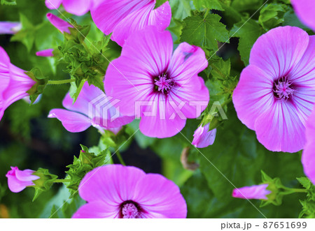 Red and white beautiful mallow flowers in the summer garden 87651699