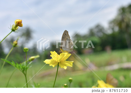 Butterfly Butterfly 87651710