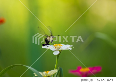 Butterfly 87651824